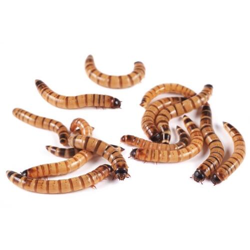 Fish Organic Superworms 50g