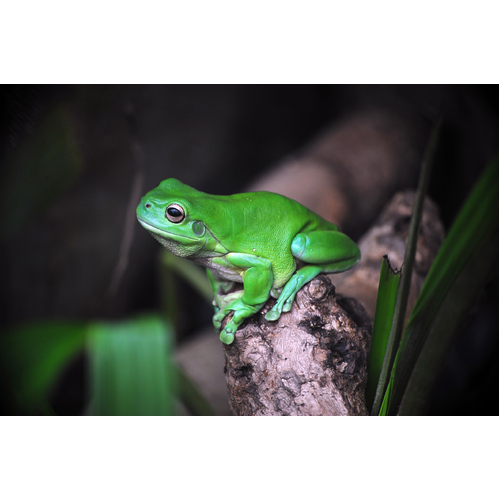 Green Tree Frog Juvenile