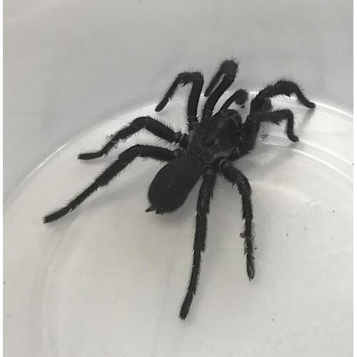 Trapdoor Spider Adult