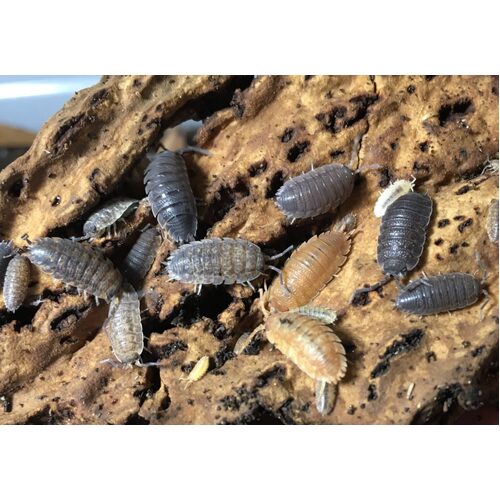 Fish Organic Isopod Culture Tub of 10