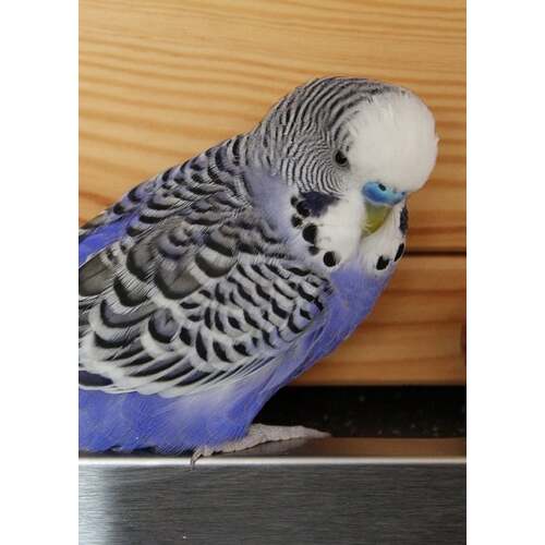 English Budgie