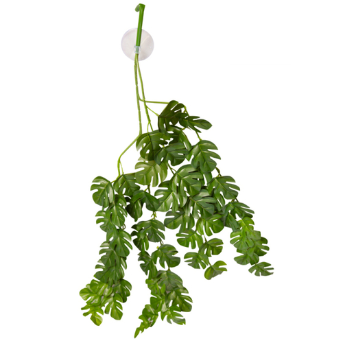 Reptile One Hanging Plant Rhaphidophora Green 46708