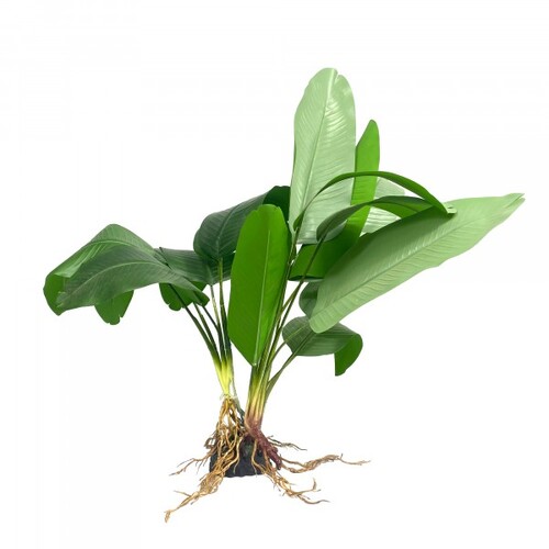 Amazon Jungle Broad Fern XL 50cm