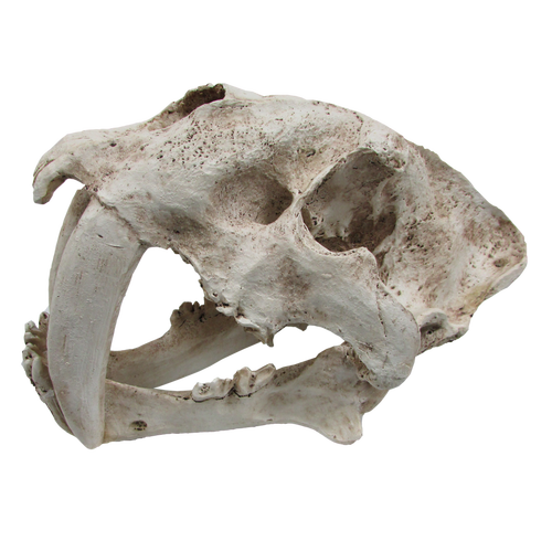 URS Sabre Tooth Skull 34x19x20cm