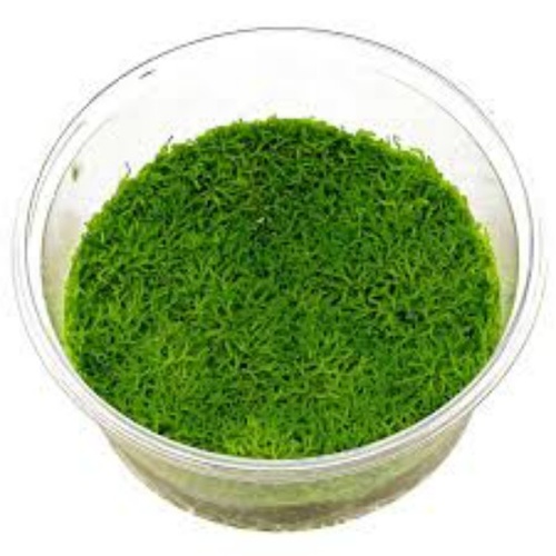 TC - Riccia Tissue Culture Live Aquatic Plant