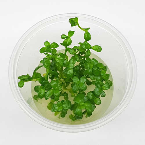 TC - Bacopa Monnieri Tissue Culture