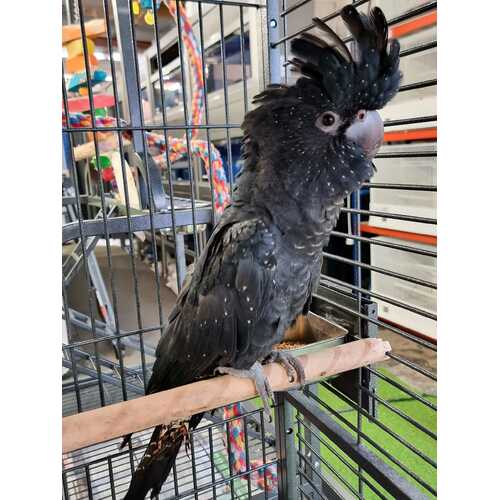 Handreared Red-Tailed Black Cockatoo